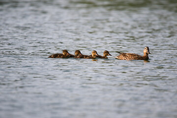Female Mallard with four ducklings floating on lake near Regensburg in spring