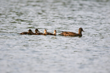 Female Mallard with four ducklings floating on lake near Regensburg in spring