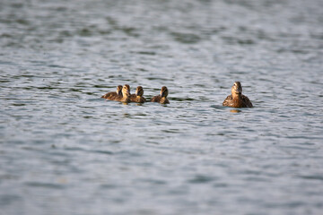 Female Mallard with four ducklings floating on lake near Regensburg in spring