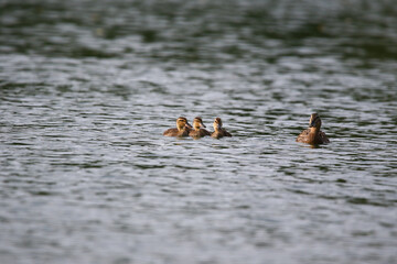 Female Mallard with four ducklings floating on lake near Regensburg in spring