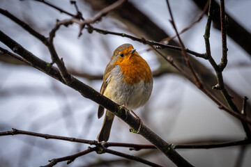 A close up of an erithacus rubecula, commonly known as a robin, perched on a tree branch in the November sunshine
