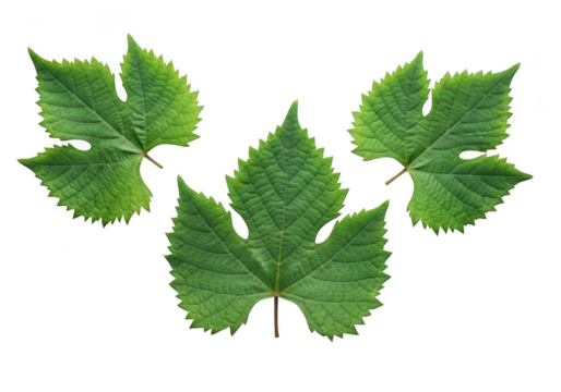 Three green grape leaves arranged in a triangle isolated on transparent background