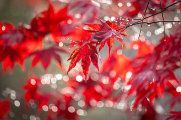 Japanese maple leaves in the autumn sunshine, with a shallow depth of field