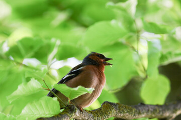 Chaffinch resting on tree branch near Regensburg during vibrant spring
