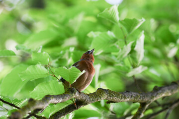 Chaffinch resting on tree branch near Regensburg during vibrant spring