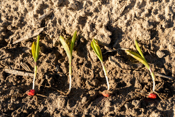 Freshly sprouted green plants emerging from soil in a garden during early morning sunlight
