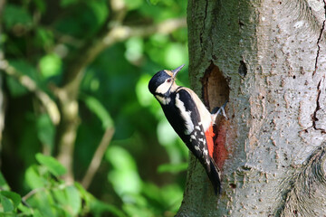 Great Spotted Woodpecker Dendrocopos Major Searching for Food on Tree Trunk