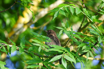 Common Blackbird Turdus Merula Sitting on Tree Branch in Spring Park