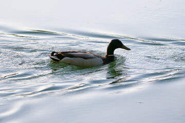 Mallard floating on green lake water near Regensburg in spring