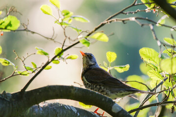 Fieldfare bird resting calmly on tree branch during spring season