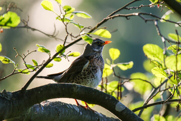Fieldfare bird resting calmly on tree branch during spring season