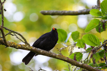 Common Blackbird Turdus Merula Sitting on Tree Branch in Spring Park