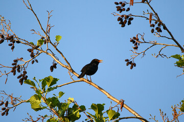 Common Blackbird Turdus Merula Sitting on Tree Branch in Spring Park