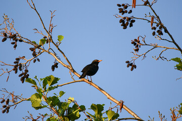 Common Blackbird Turdus Merula Sitting on Tree Branch in Spring Park
