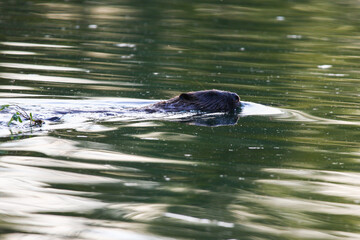 Beaver swimming with head above water creating ripples near Regensburg lake in spring