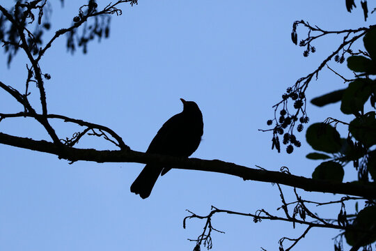 Common Blackbird Turdus Merula Sitting on Tree Branch in Spring Park