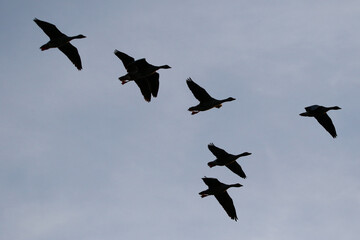 Greylag Goose silhouette flying in vibrant evening sky near Regensburg spring