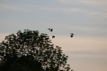 Greylag Goose silhouette flying in vibrant evening sky near Regensburg spring