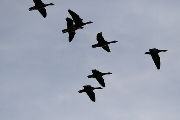 Greylag Goose silhouette flying in vibrant evening sky near Regensburg spring