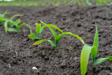 Young corn plants growing in rich soil on a sunny day in a rural field