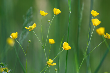 Yellow Buttercup Flowers in Green Field with Beautiful Spring Light