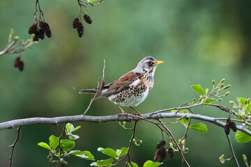 Fieldfare bird resting calmly on tree branch during spring season