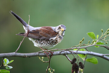 Fieldfare bird resting calmly on tree branch during spring season