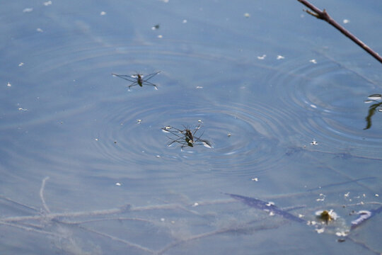 Close-up of water striders gliding on blue water surface with circular ripples