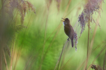Reed warbler perched on dry stem near Regensburg lake in spring