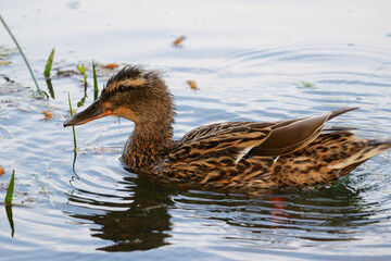 Female wild duck swimming peacefully with circular ripples in calm water