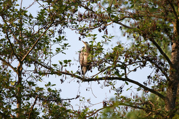 Grey heron perched on dry tree branches against clear blue sky