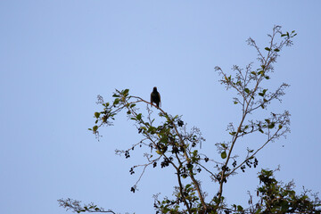 Common Blackbird Turdus Merula Sitting on Tree Branch in Spring Park