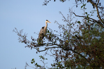 Grey heron perched on dry tree branches against clear blue sky