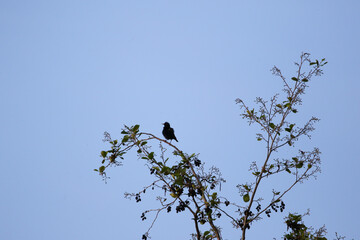 Common Blackbird Turdus Merula Sitting on Tree Branch in Spring Park