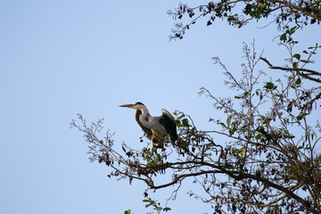 Grey heron flying with wings spread against clear blue sky