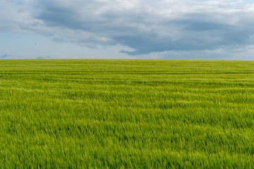 Expansive green field under cloudy sky in a rural landscape showcasing nature's beauty and tranquility