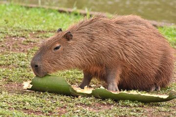 capybara eating a palm leaf in a public park