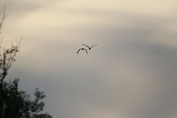Grey heron silhouette flying against bright blue sky with spread wings