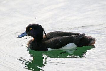 Silhouette of a female tufted duck swimming against a bright sky
