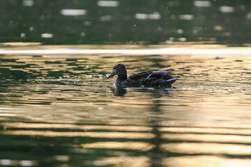 Mallard floating on green lake water near Regensburg in spring