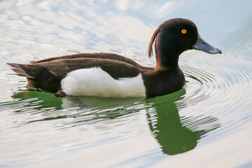 Silhouette of a female tufted duck swimming against a bright sky