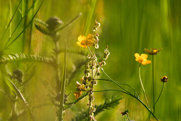 Close up of wild yellow ranunculus flowers blooming vibrantly in a sunny meadow