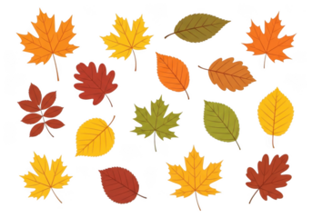 Collection of colorful autumn leaves isolated on transparent background