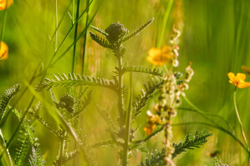Close up of wild yellow ranunculus flowers blooming vibrantly in a sunny meadow