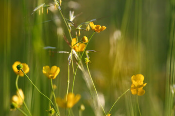 Close up of wild yellow ranunculus flowers blooming vibrantly in a sunny meadow