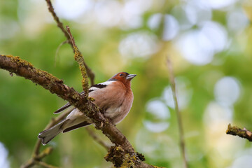 Male common chaffinch perched on mossy branch in vibrant spring forest