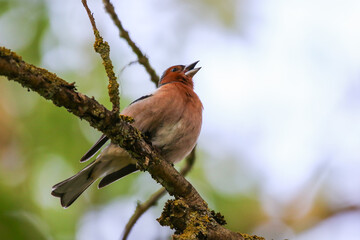 Male common chaffinch perched on mossy branch in vibrant spring forest