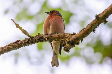 Male common chaffinch perched on mossy branch in vibrant spring forest