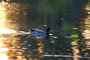 Male mallard duck swims in golden hour light with shimmering water reflection