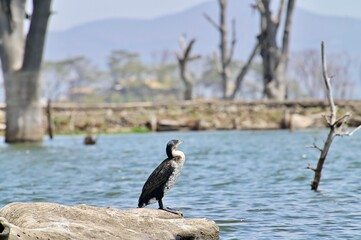 cormorant on the rock